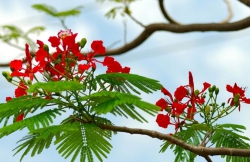 Những trái tim Phượng Vĩ…