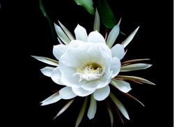 Ngắm hoa quỳnh nở trong đêm