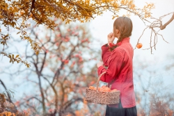 Đà Lạt mùa hồng chín