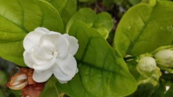 Hoa Nhài
