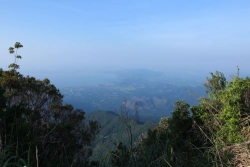 Đàn buông