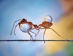 Chuyện của Kiến
