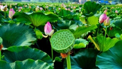 Giấc mơ đời