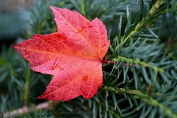 Bạo lực học đường