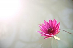 Duyên là quả của Nhân.