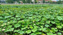 Đức Thánh Trần