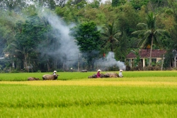 Rét ngọt