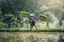 Mưa và mẹ