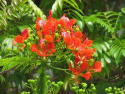 Tháng 5