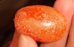 Chết vật vì thèm