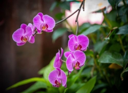 Lỡ hẹn với tháng Năm