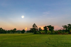 Dòng sữa xanh