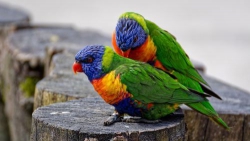 Ngày quốc tế đàn ông