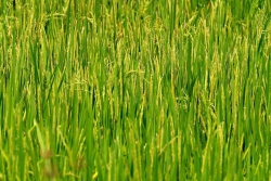Hồn quê trong tôi