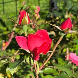 Đăng đối