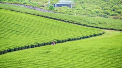 Hồn nhiên của lão bà bà
