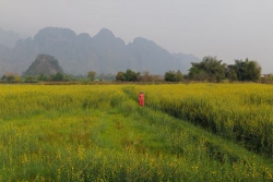 Gió đồng xa