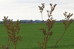 Ngàn vạn lần nắng về chốn cũ