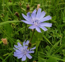 Một sớm thanh thuần