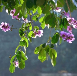 Bất chợt