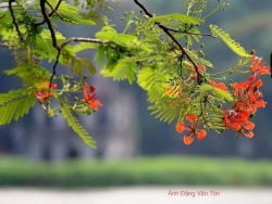Hoa phượng nở