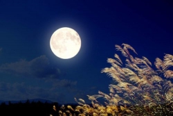 KÝ ỨC TUỔI THƠ TÔI: Vườn cây đêm trăng