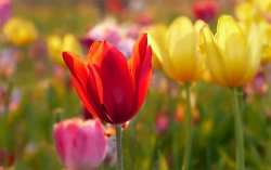Với hoa Tulip