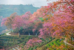 Buông