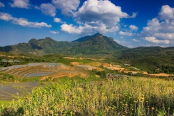 Mắt thu