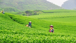 Bằng hữu