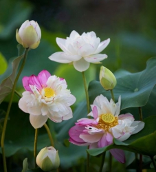 Ngày người sinh ra