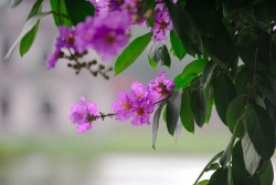 Thật và giả