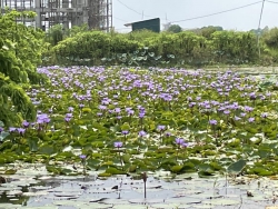 Mưa đầu mùa