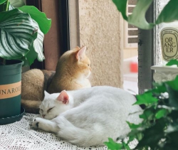 Trước giờ ngủ trưa