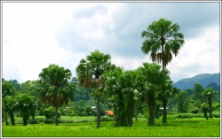 Thanh Sơn, tôi hẹn người lên