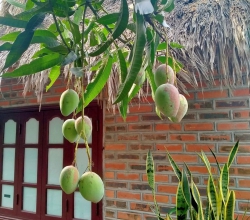 Khúc nhớ mẹ