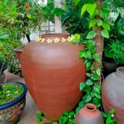 Chuyện về thể loại vợ chồng