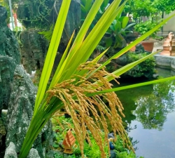 Căn cước