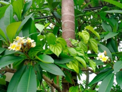 Viết