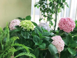 Truyện cổ cóc kiện trời