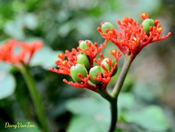 Câu thơ viết chửa thành lời