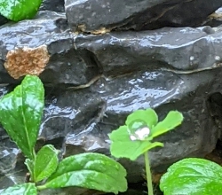 Mưa