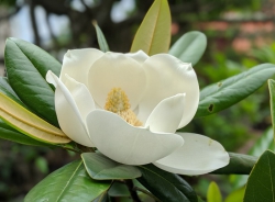 Đạo và Đức