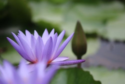 Chuyện tình bông súng tím