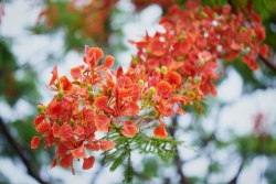 Bạn cũ trường xưa