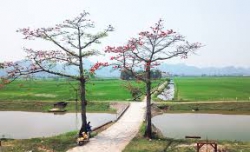 Hoa gạo