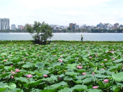 Rửa tai