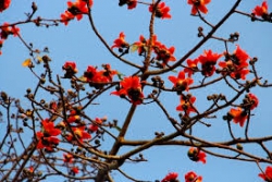 Hà Nội tháng Ba
