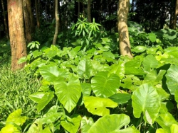 Tiếng gà