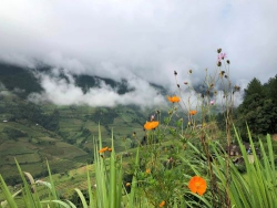 Thì thầm lời cỏ
